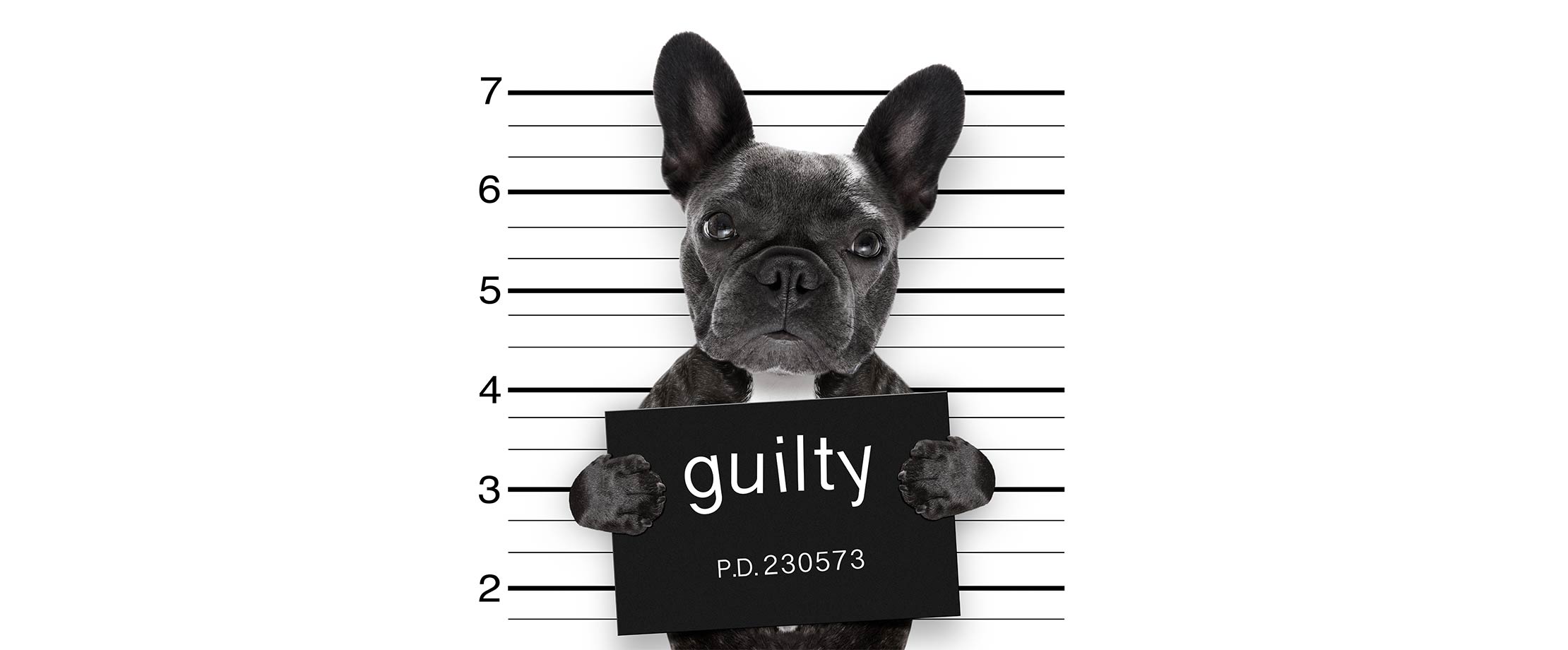 Die beste Rechtsschutzversicherung Eine schwarze Bulldogge hält ein Schild in der Hand auf dem “guilty” steht. Von ihm wird ein Foto vor einer Wand gemacht, die bei der Inhaftierung von Straftätern üblich ist.